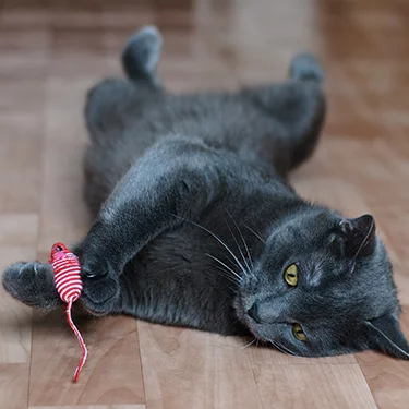 cat playing with toy on wood floor