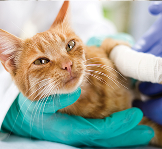 Pet Surgery in Oklahoma City, OK | Nichols Hills Pet Clinic