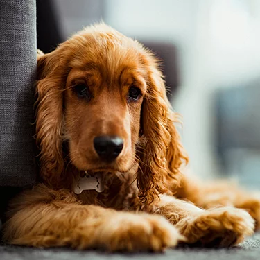 dog laying on floor by couch