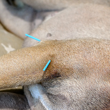 needles-in-dogs-leg needles in dogs leg