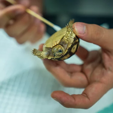 small turtle exam