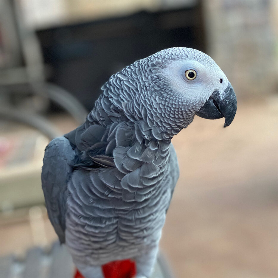 cockatoo